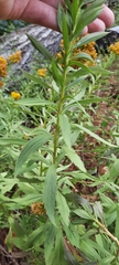Solidago lepida