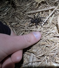 Antrodiaetus pacificus