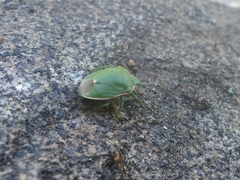 Chlorochroa persimilis