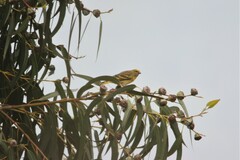 Serinus flavivertex
