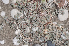 Euphorbia peplis