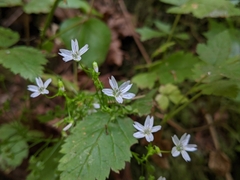 Claytonia