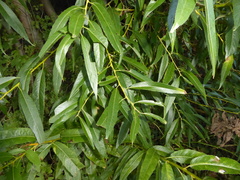 Salix × fragilis