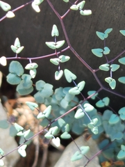 Argyrochosma microphylla