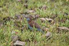 Uraeginthus bengalus