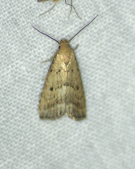 Hypenodes fractilinea