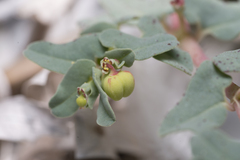 Euphorbia peplis