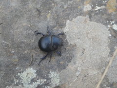 Thorectes intermedius