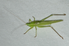 Neoconocephalus retusus