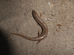 Chalcides ocellatus