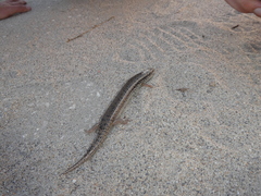 Chalcides ocellatus