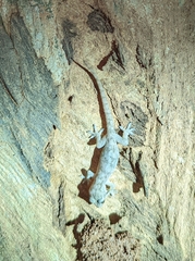 Gekkonidae