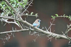 Uraeginthus bengalus