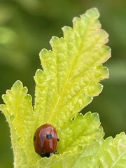 Adalia bipunctata