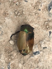 Pelidnota sanctijacobi