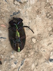 Pelidnota sanctijacobi