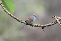 Uraeginthus bengalus