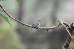 Uraeginthus bengalus