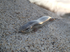 Chalcides ocellatus