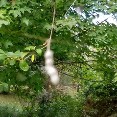 Mecynogea lemniscata