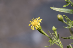Dittrichia viscosa angustifolia