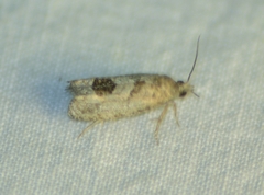 Eucosma tomonana