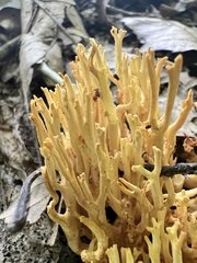 Clavulinopsis corniculata