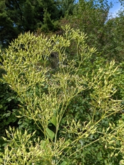 Arnoglossum atriplicifolium