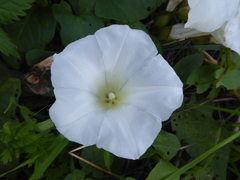 Calystegia × lucana