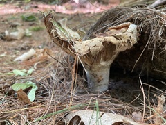 Lactifluus deceptivus