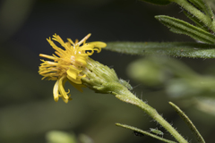 Dittrichia viscosa angustifolia