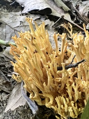 Clavulinopsis corniculata