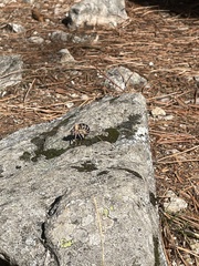 Lluciapomaresius stalii