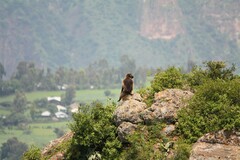 Theropithecus gelada