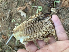 Lactifluus deceptivus