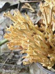 Clavulinopsis corniculata