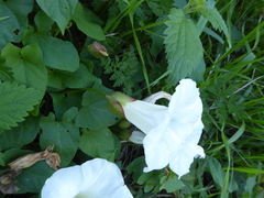Calystegia × lucana
