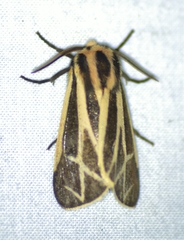 Apantesis phalerata