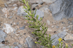 Dittrichia viscosa angustifolia