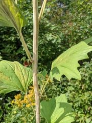 Arnoglossum atriplicifolium