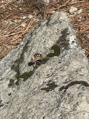 Lluciapomaresius stalii