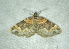 Xanthorhoe ferrugata