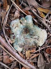 Lactarius aurantiosordidus