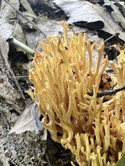 Clavulinopsis corniculata