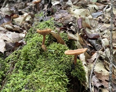Lactarius camphoratus