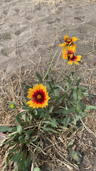 Gaillardia