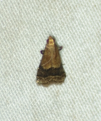 Eulogia ochrifrontella