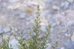 Dittrichia viscosa angustifolia