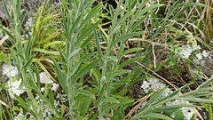 Erigeron