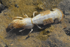 Upogebia pugettensis